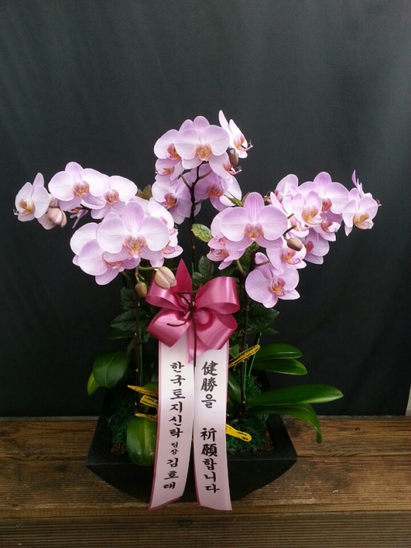 糭
