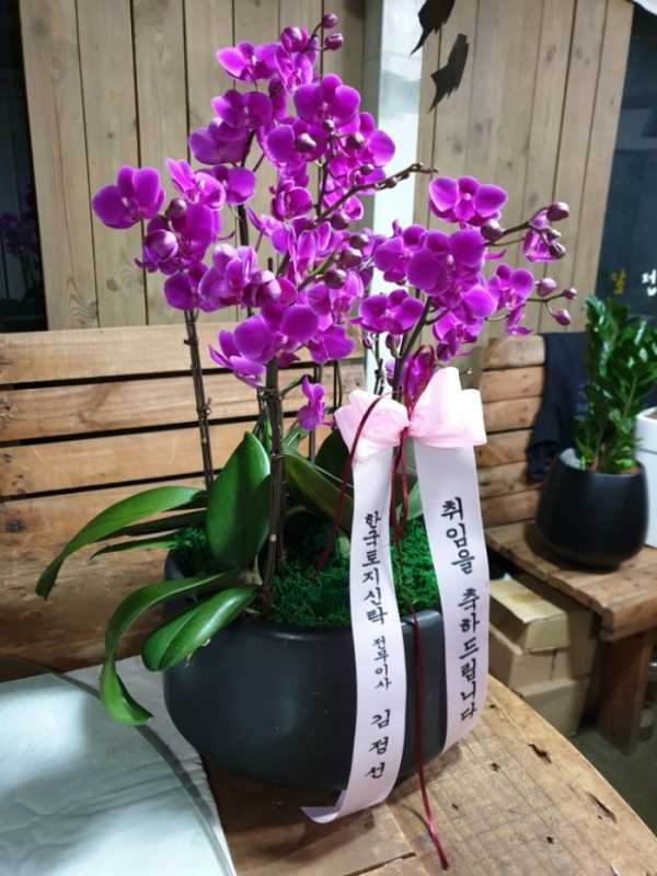 糭