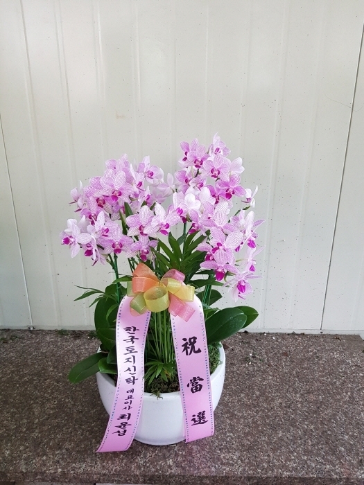 糭