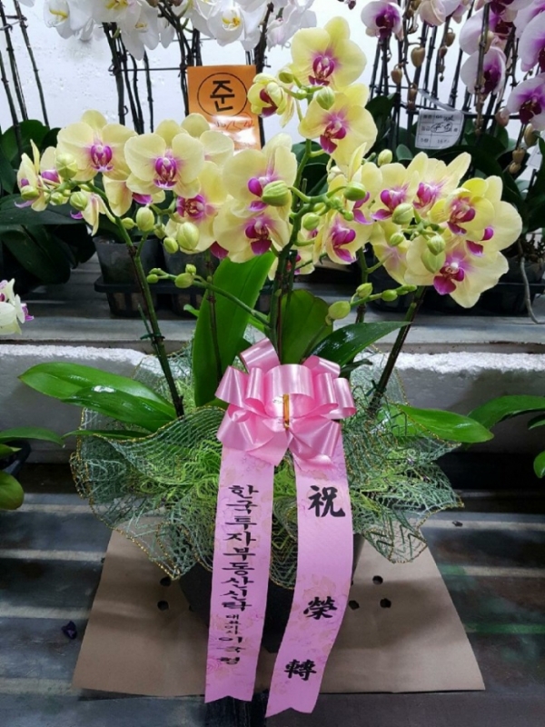 糭